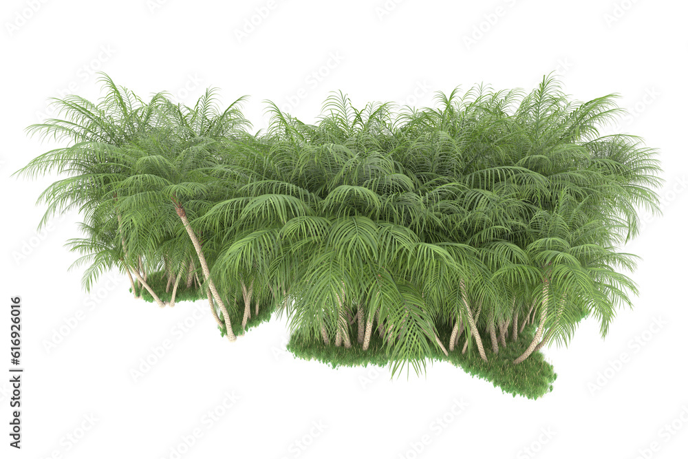 Tropical forest isolated on transparent background. 3d rendering - illustration