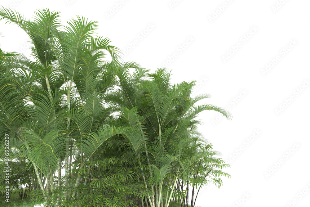 Tropical forest isolated on transparent background. 3d rendering - illustration