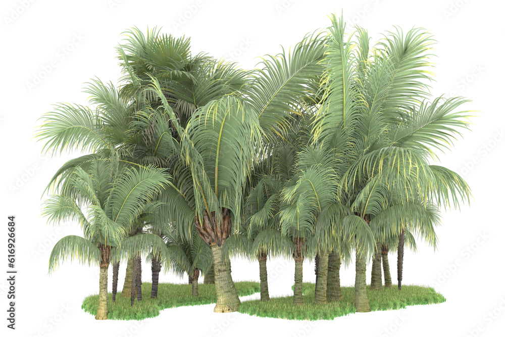 Tropical forest isolated on transparent background. 3d rendering - illustration