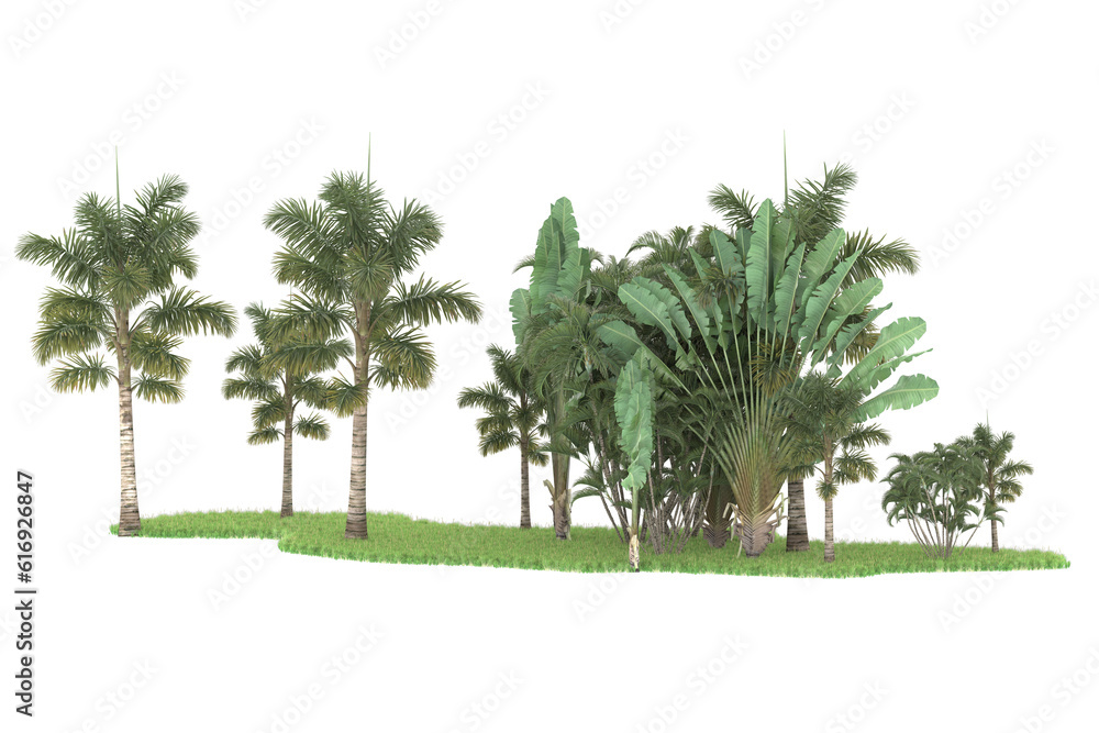 Tropical forest isolated on transparent background. 3d rendering - illustration