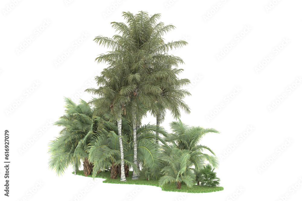 Tropical forest isolated on transparent background. 3d rendering - illustration