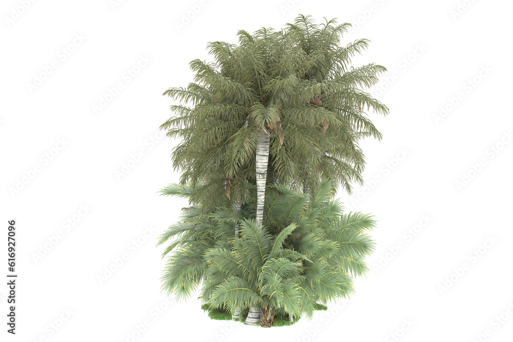 Tropical forest isolated on transparent background. 3d rendering - illustration