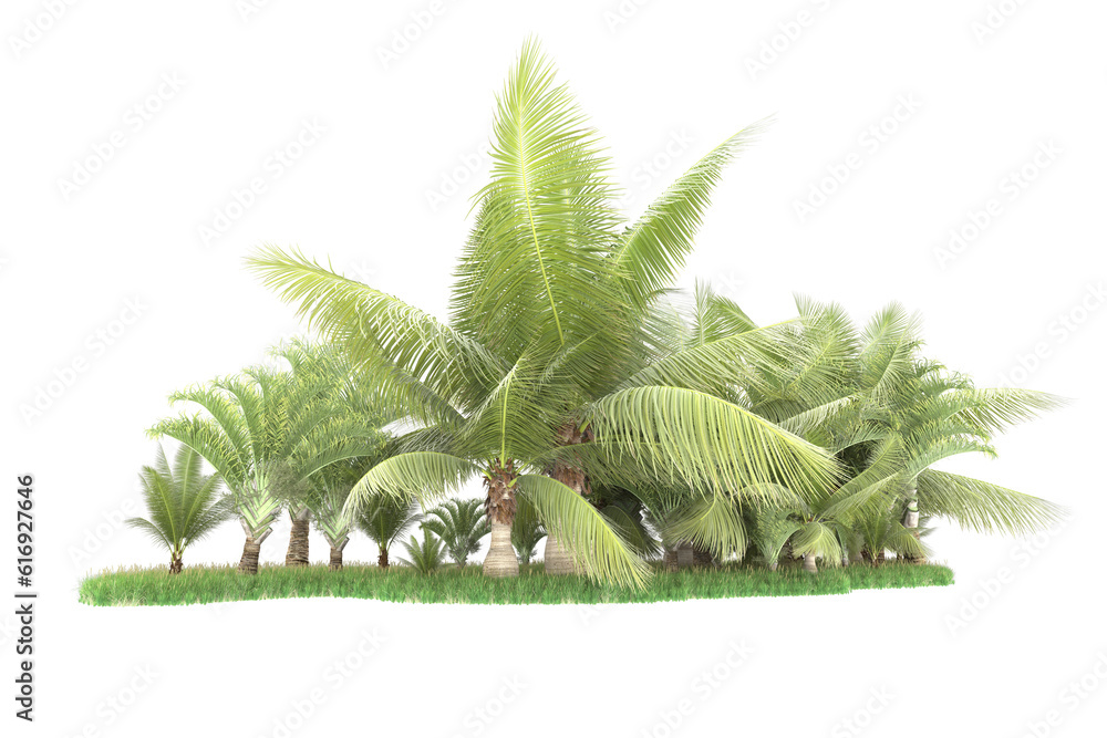 Tropical forest isolated on transparent background. 3d rendering - illustration