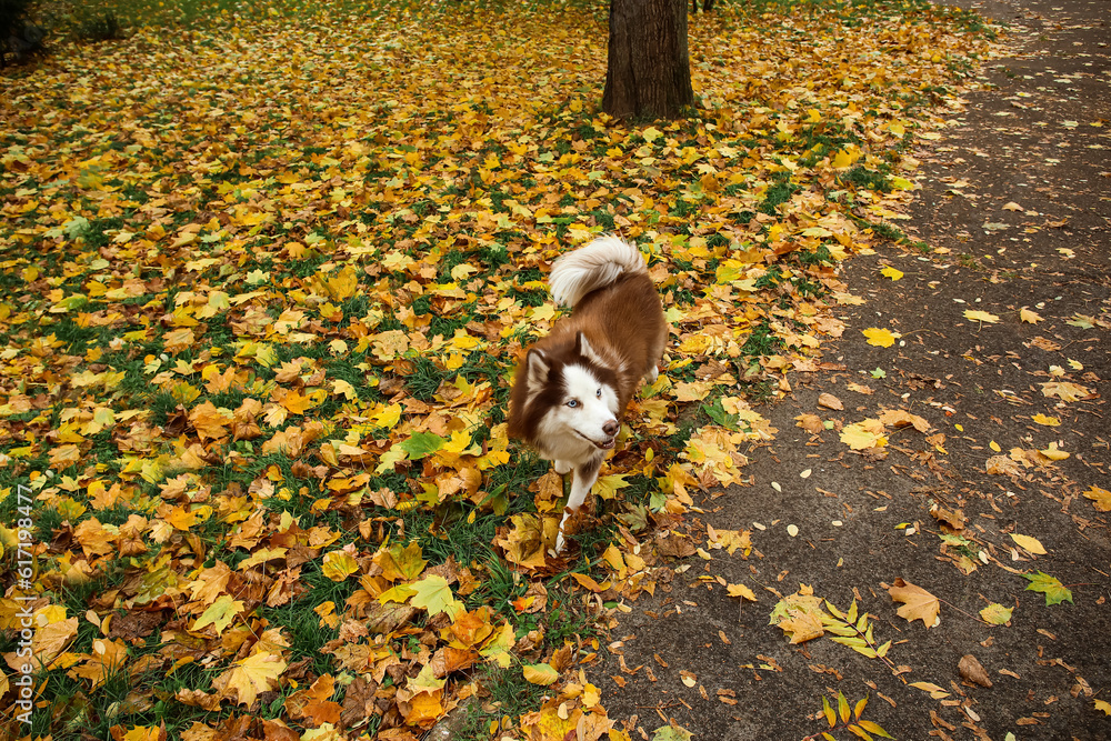 Funny Husky dog in autumn park