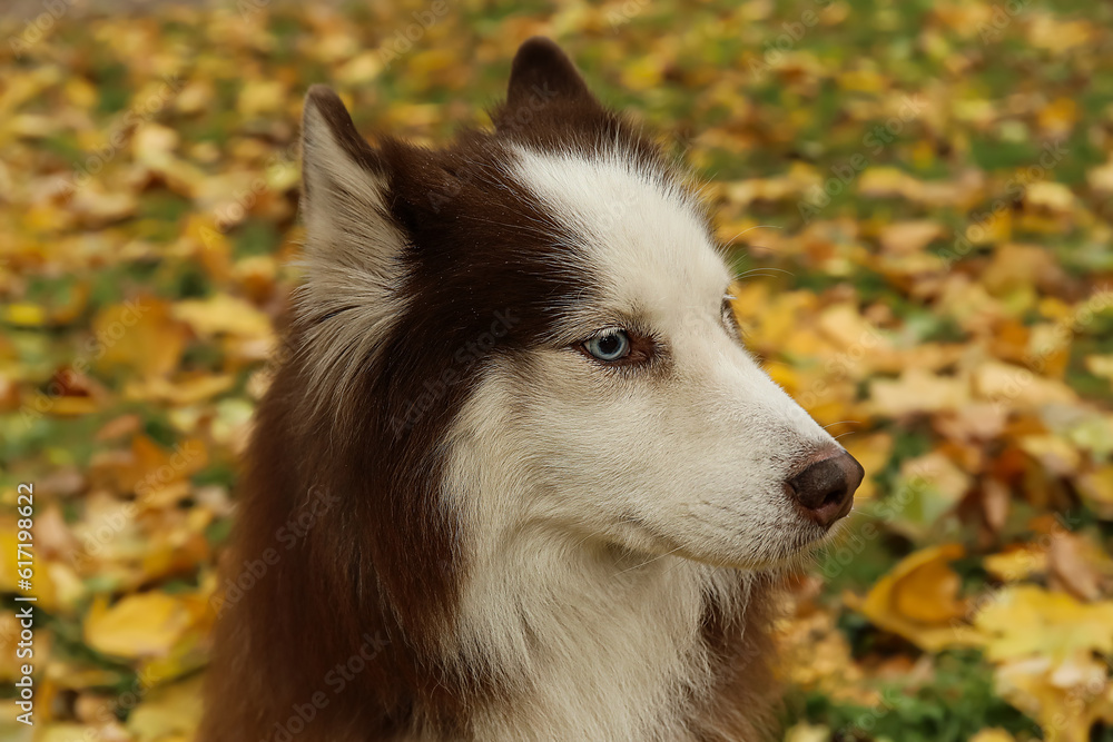 Funny Husky dog in autumn park, closeup