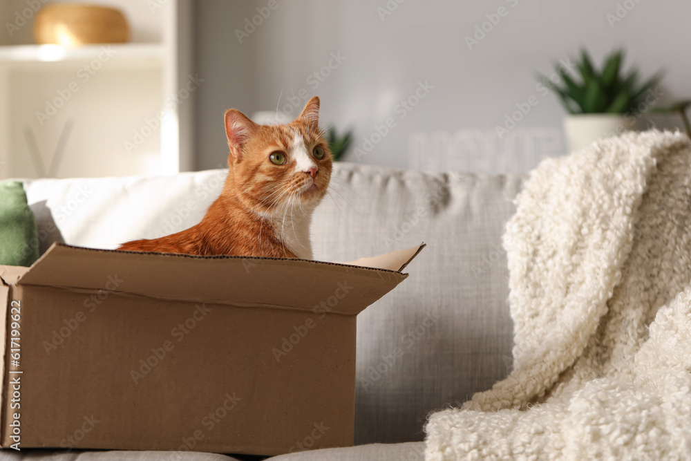 Funny cat in cardboard box on sofa at home