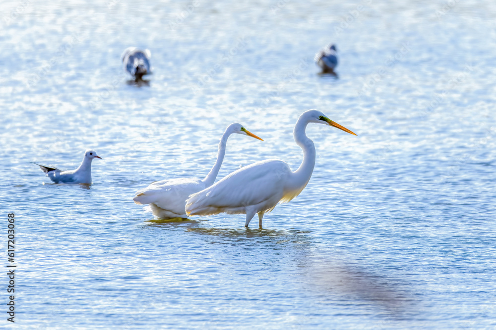 Great Egrets in Longfeng wetland of Daqing city Heilongjiang province, China.