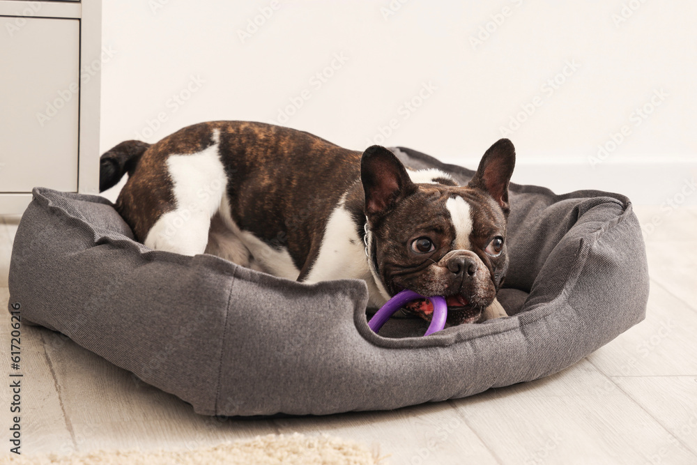 Cute French bulldog with toy on pet bed at home