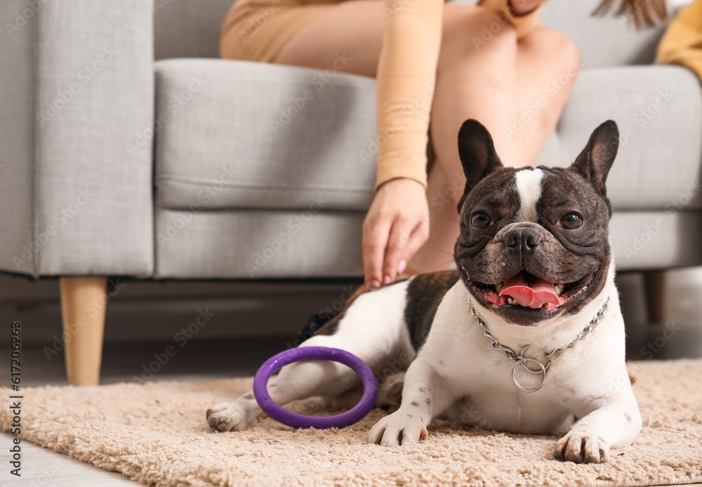 Young woman with her French bulldog at home, closeup