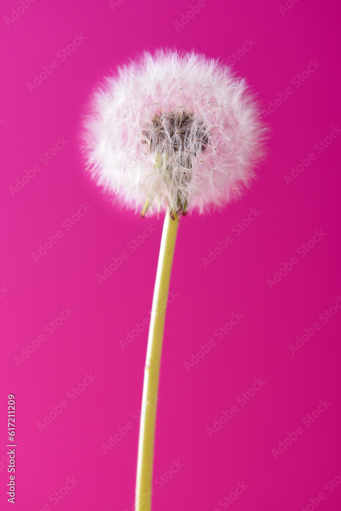 White dandelion on pink background, closeup