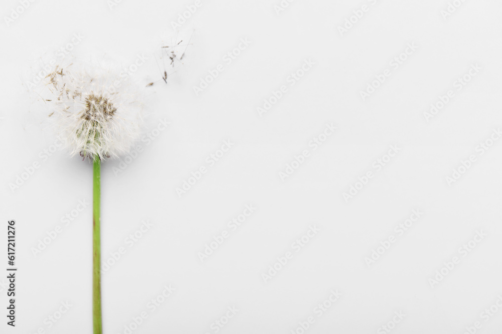 Beautiful dandelion flower and seeds on white background, closeup