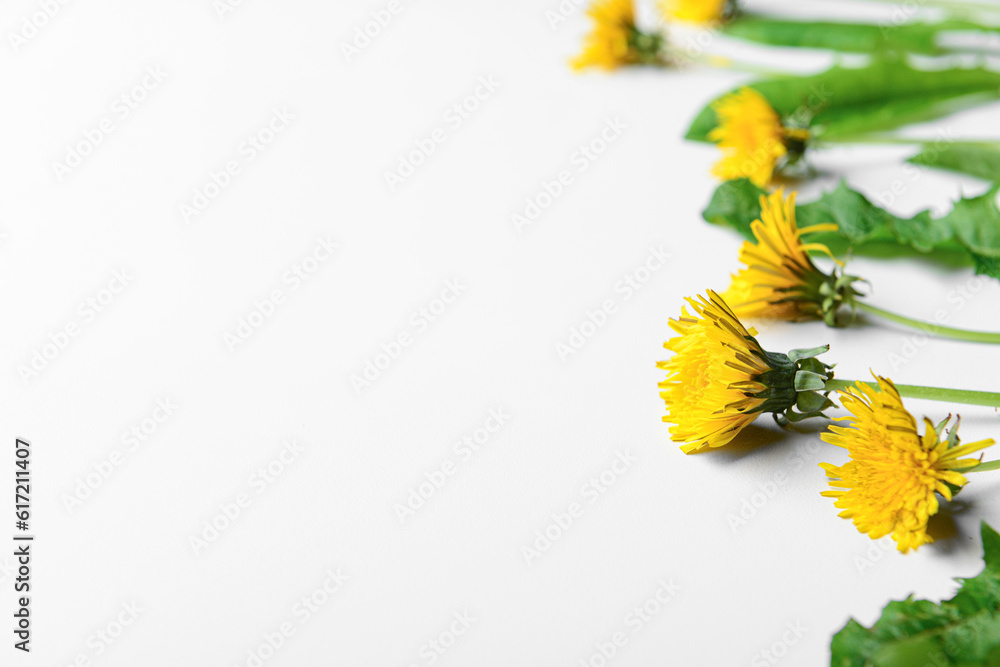 Composition with yellow dandelion flowers and leaves on white background