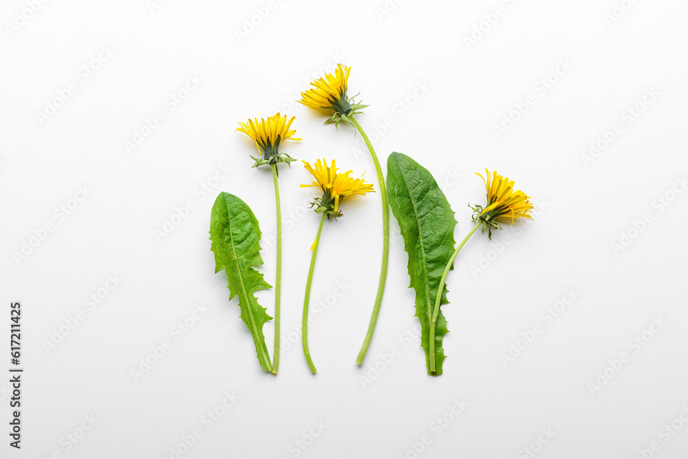 Composition with yellow dandelion flowers and leaves on white background