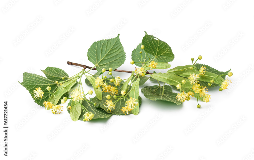 Blooming linden branch with green leaves isolated on white background