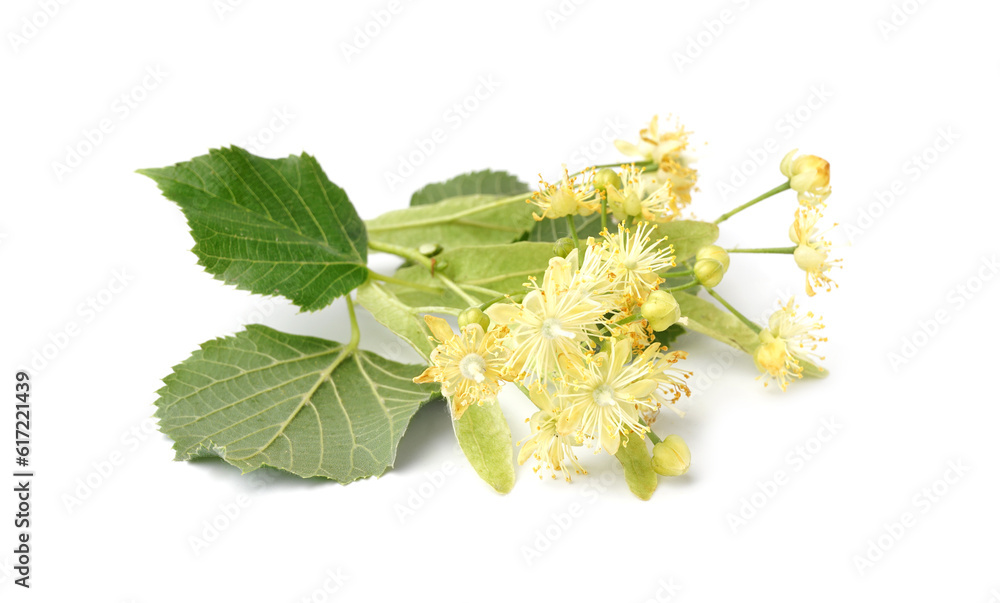 Blooming linden branch on white background