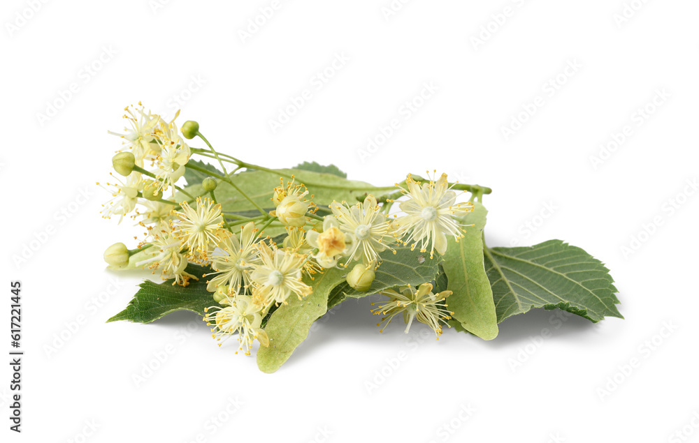 Blooming linden branch on white background