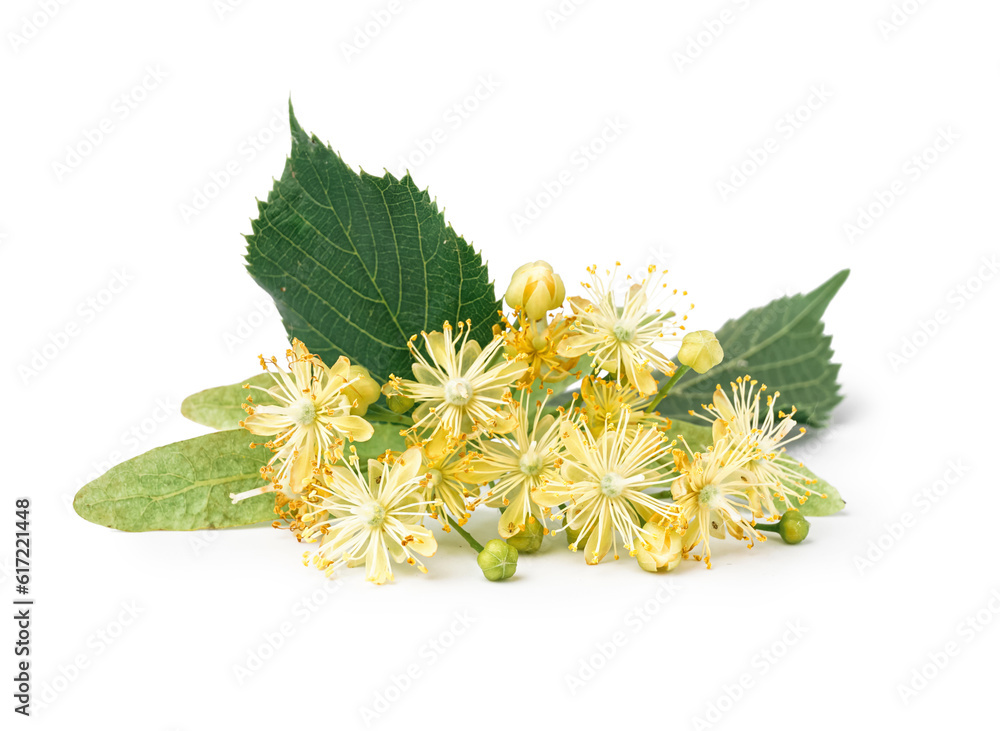 Blooming linden branch on white background