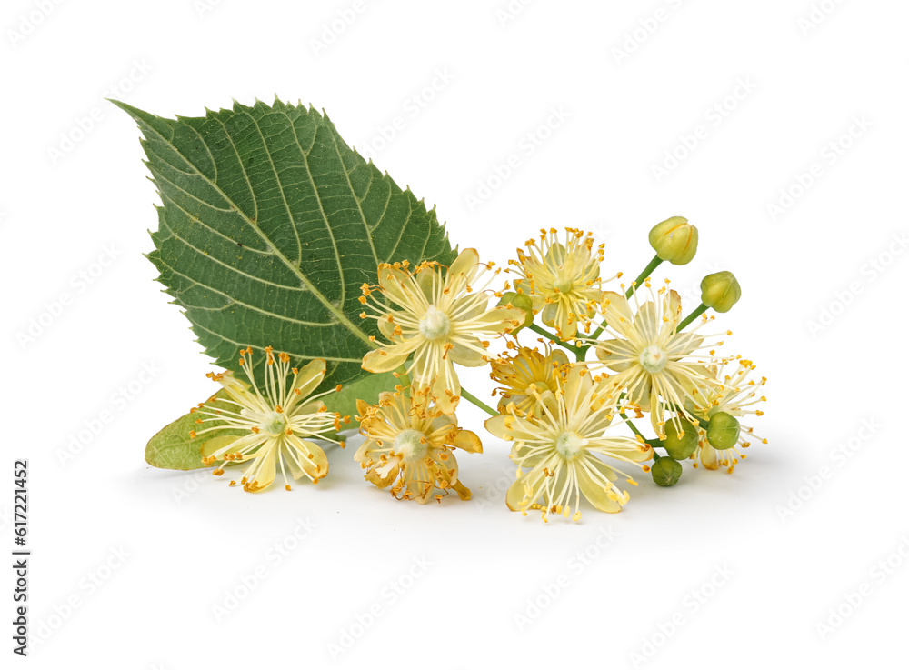 Blooming linden branch on white background