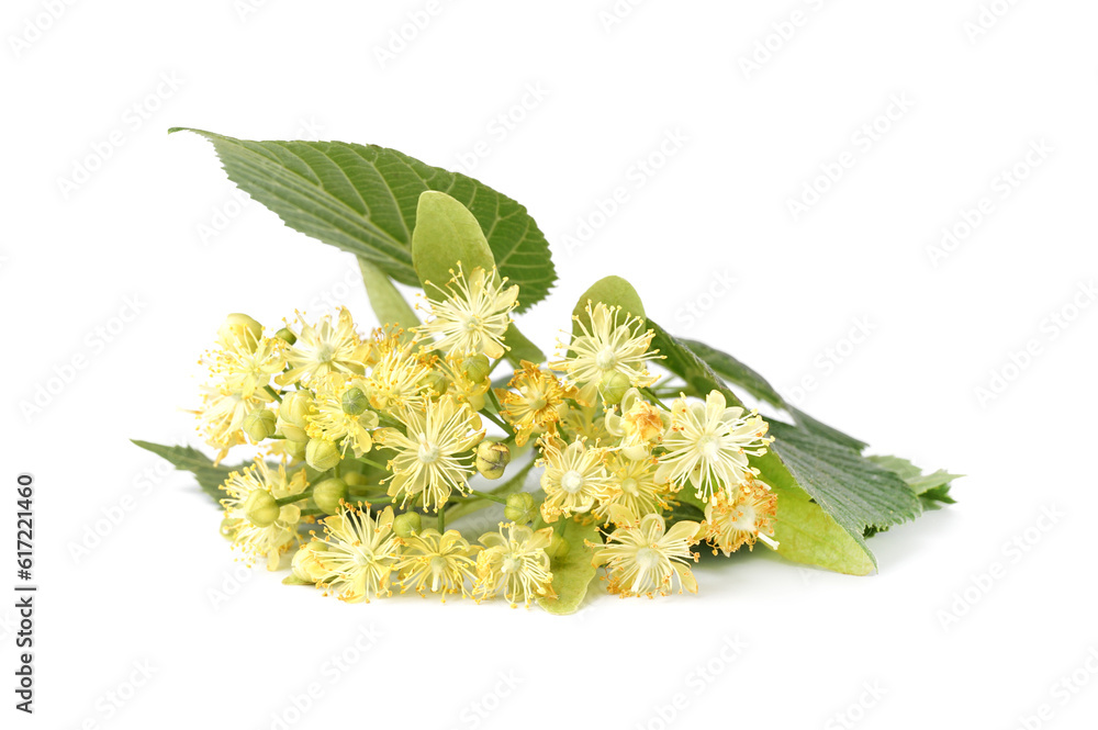 Blooming linden branch isolated on white background