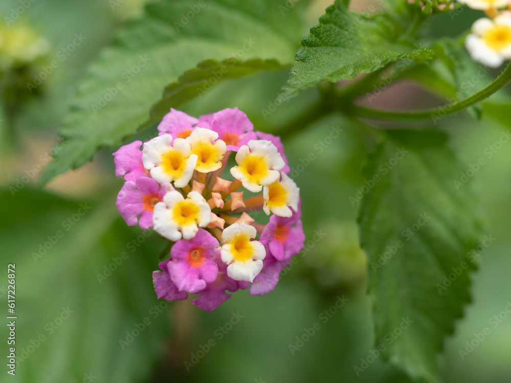 野山に咲くランタナの花