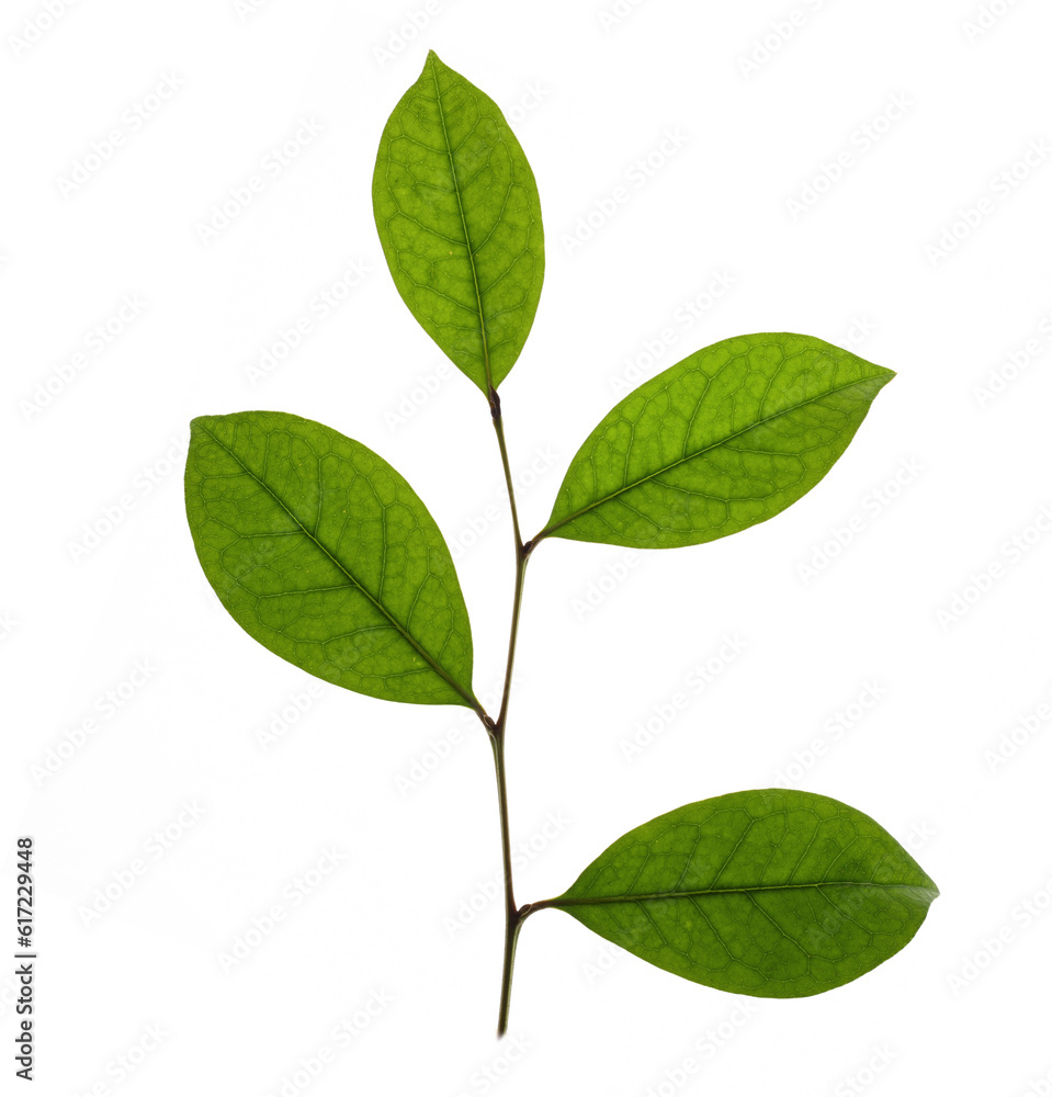 green leaves isolated on white background