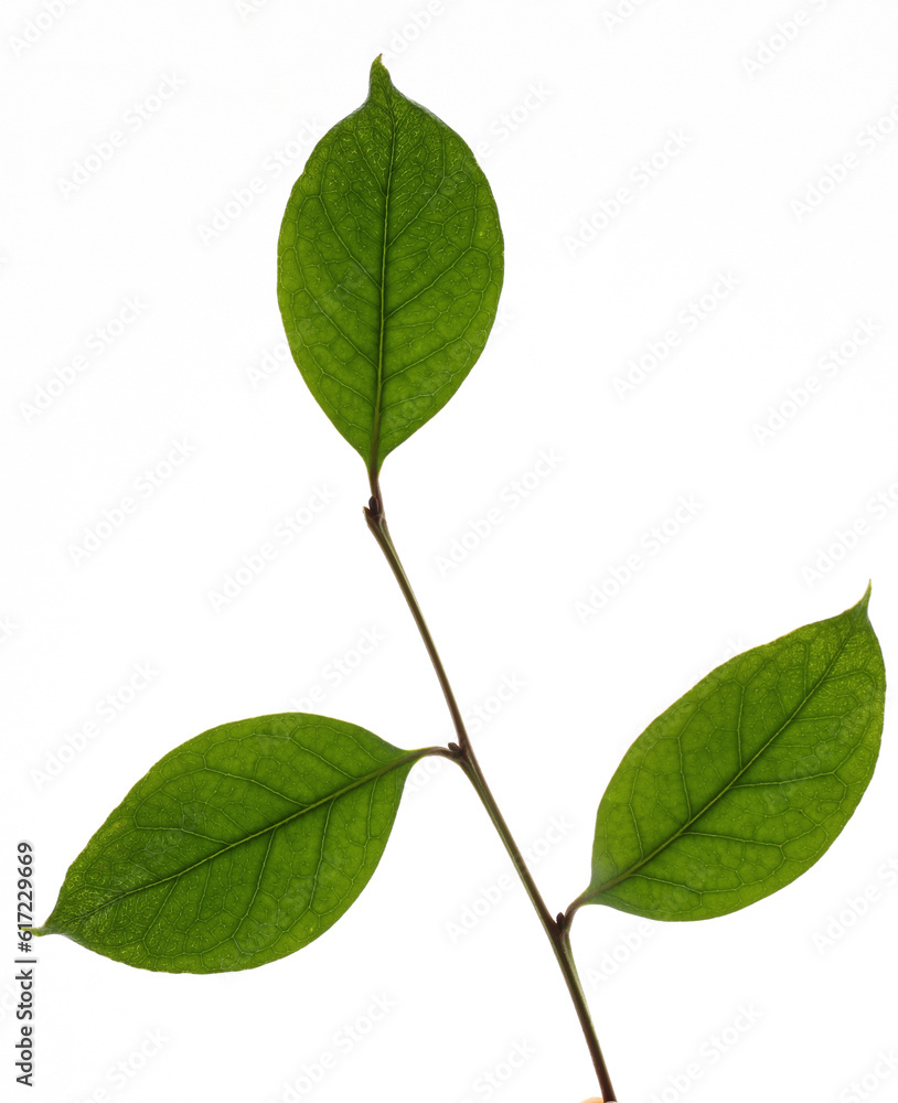 green leaves isolated on white background