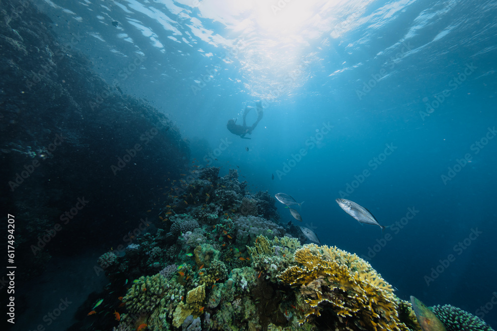 Free diver swimming into the deepness with corals.