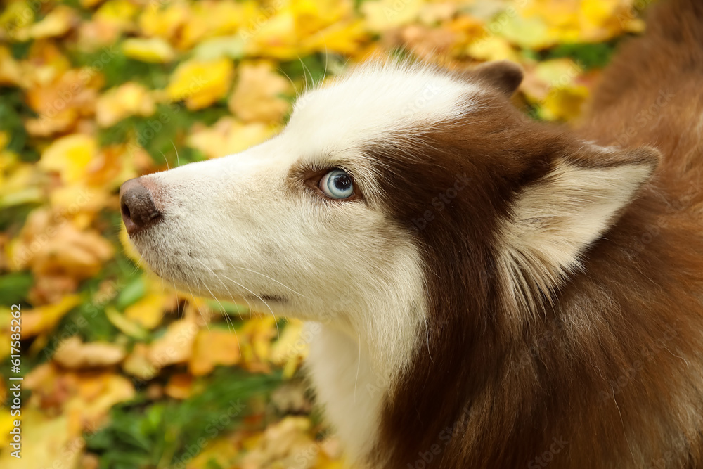 Funny Husky dog in autumn park, closeup