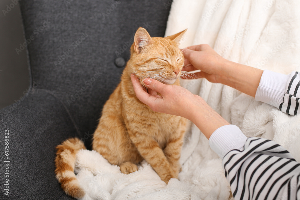 Woman stroking ginger cat on armchair at home, closeup