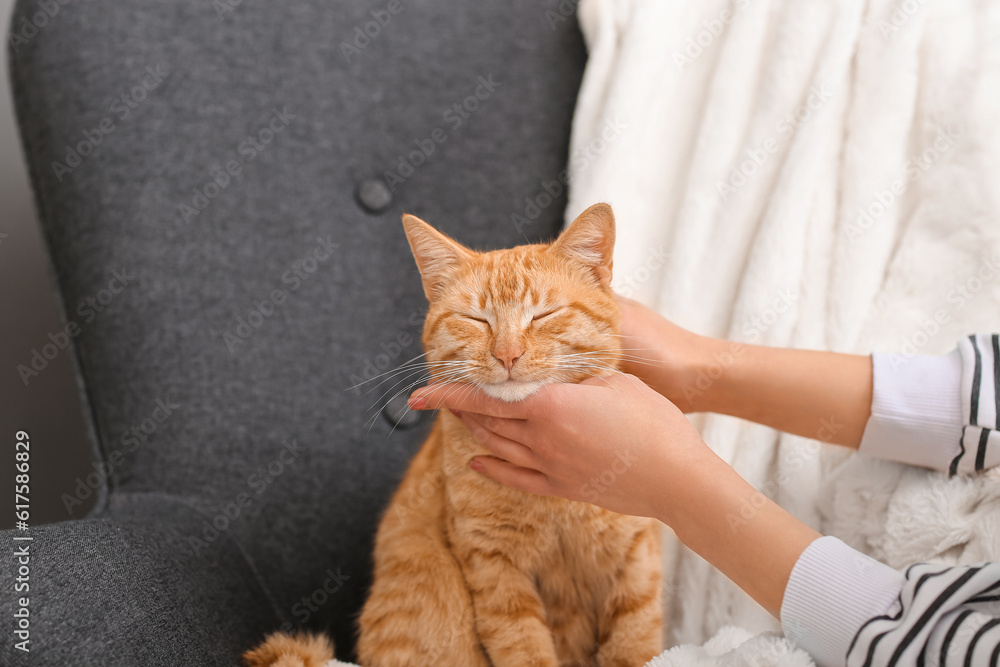 Woman stroking ginger cat on armchair at home, closeup