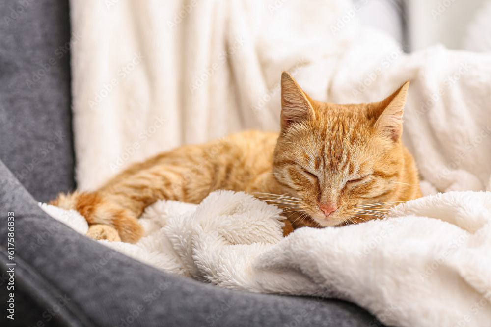 Cute ginger cat lying on plaid at home, closeup