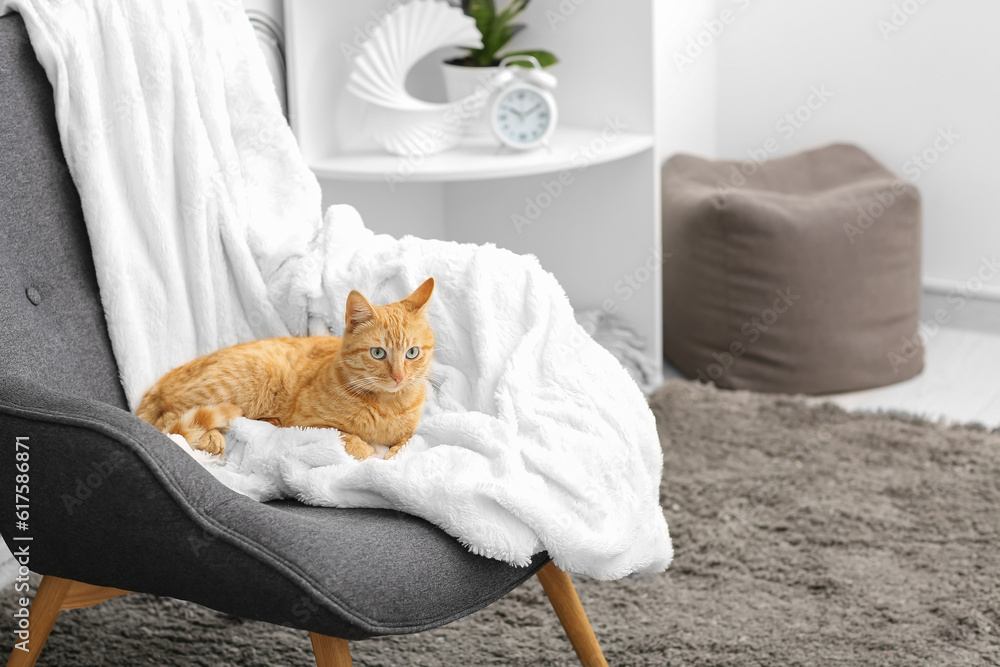 Cute ginger cat lying on armchair at home