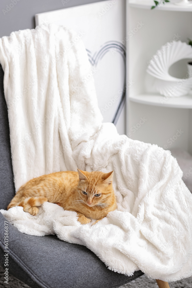 Cute ginger cat lying on armchair at home