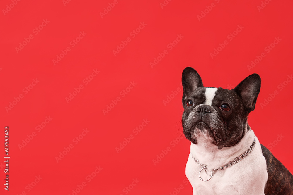 Cute French bulldog on red background, closeup