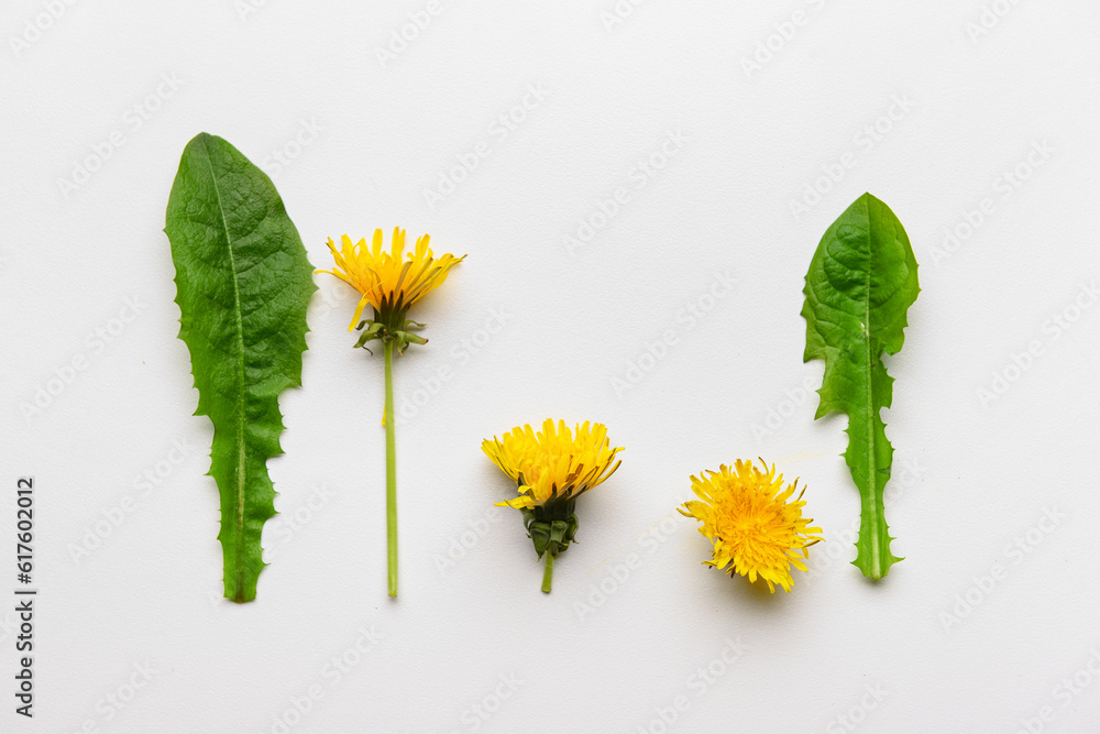 Composition with yellow dandelion flowers and leaves on white background