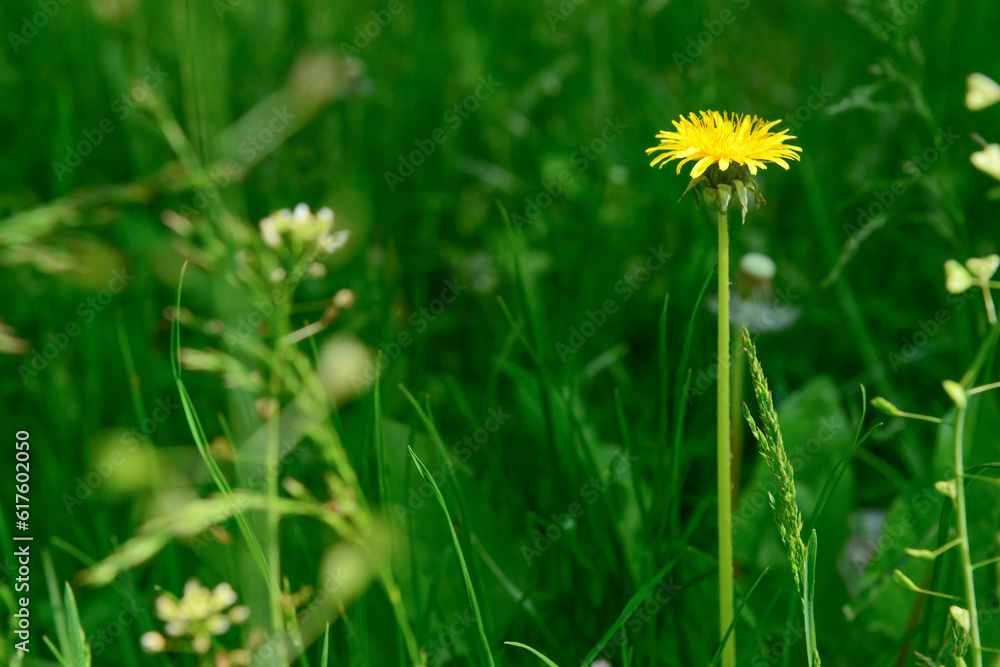 Beautiful yellow dandelion in green grass