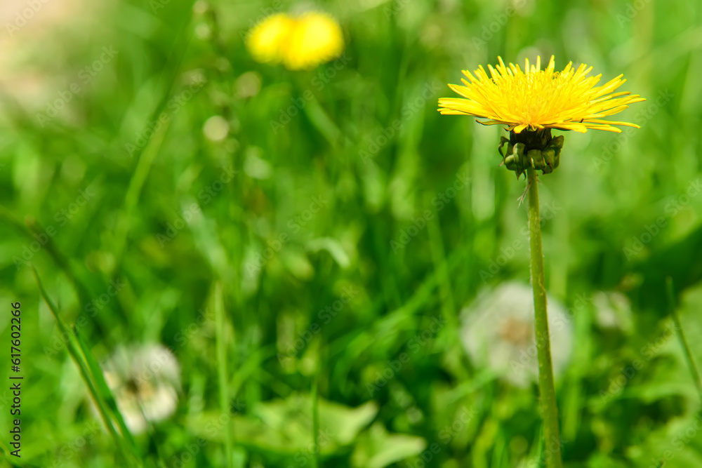 Beautiful yellow dandelion in green grass, closeup