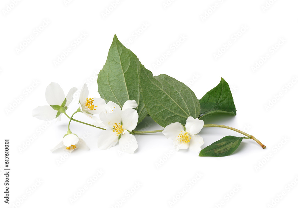 Jasmine twig on white background