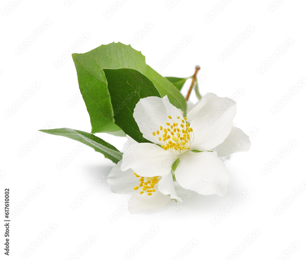 Jasmine twig on white background