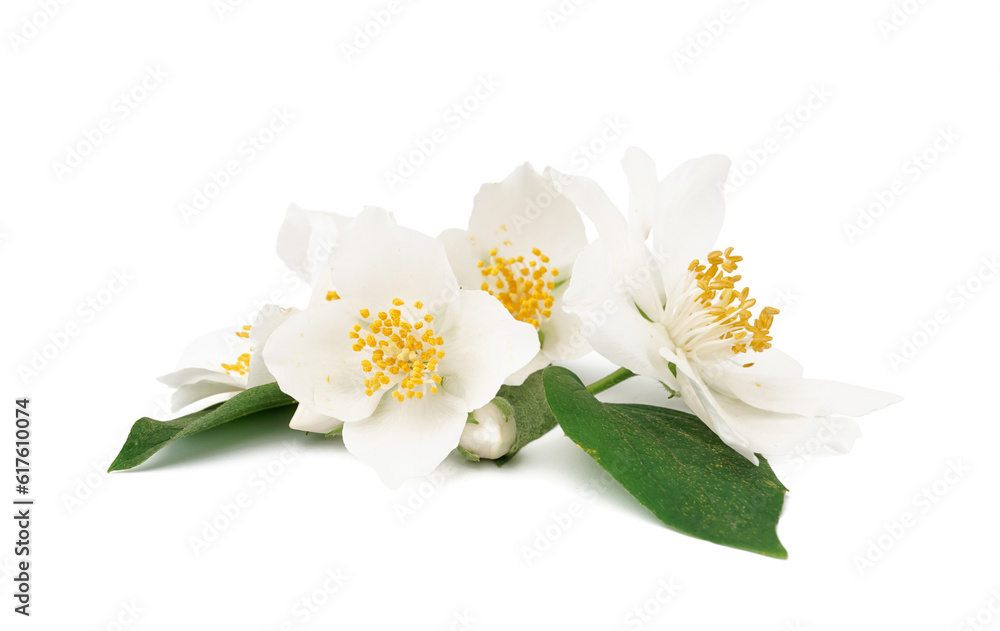 Jasmine twig on white background