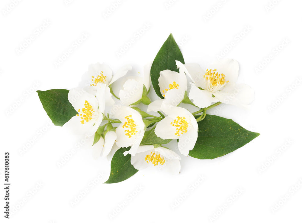 Jasmine twig on white background