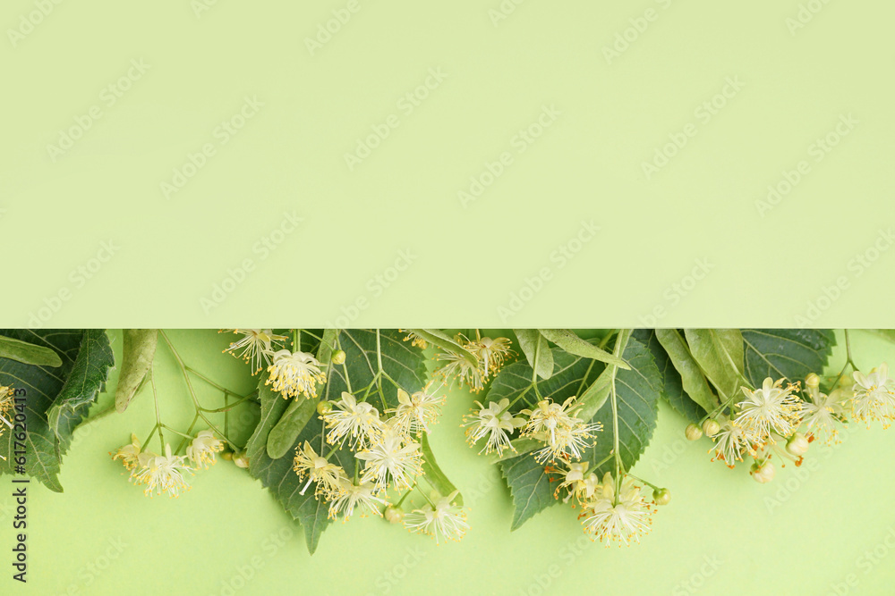 Composition with fresh linden flowers and leaves on green background