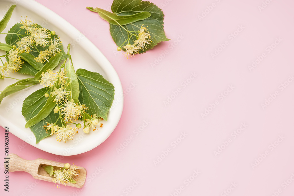 Plate with fresh linden flowers and leaves on pink background