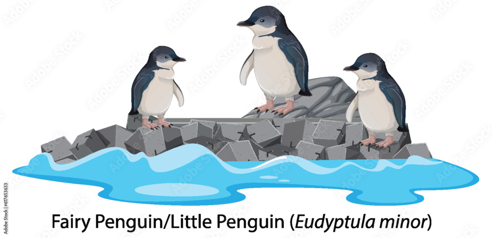 Fairy penguin or little penguin cartoon on the rock