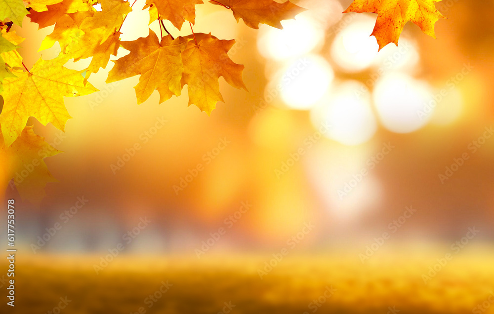 Beautiful  blurred gentle universal natural light autumn background with yellow leaves and blurred b