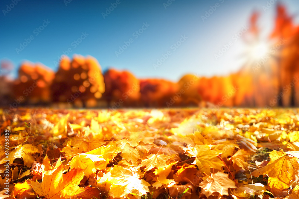 A carpet of beautiful yellow and orange fallen leaves against a blurred natural park and blue sky on