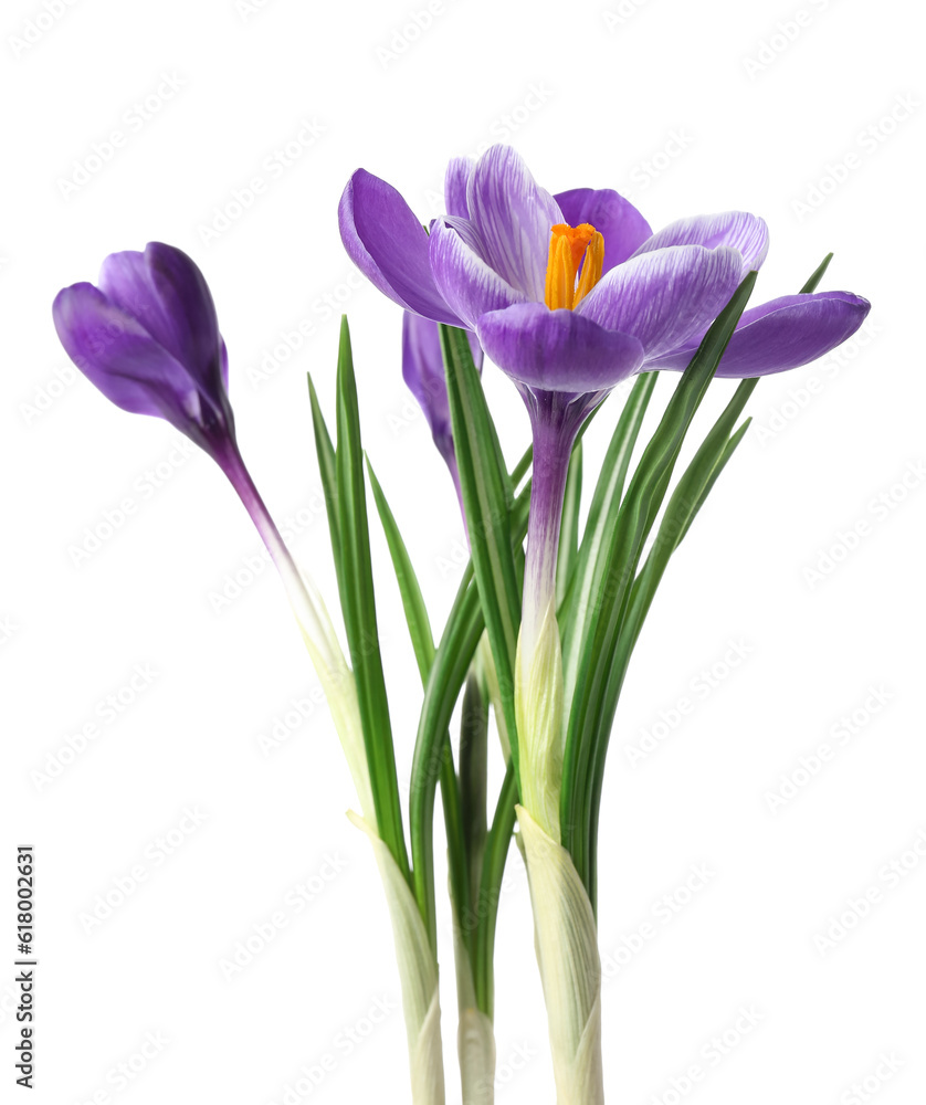 Beautiful crocus flowers isolated on white background