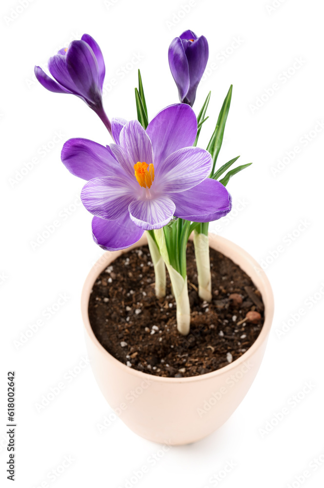 Pot with beautiful crocus flowers isolated on white background