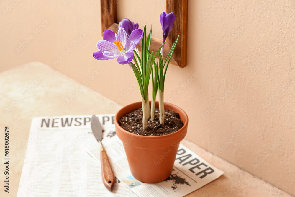 Pot with beautiful crocus flowers, newspaper and shovel on table near beige wall