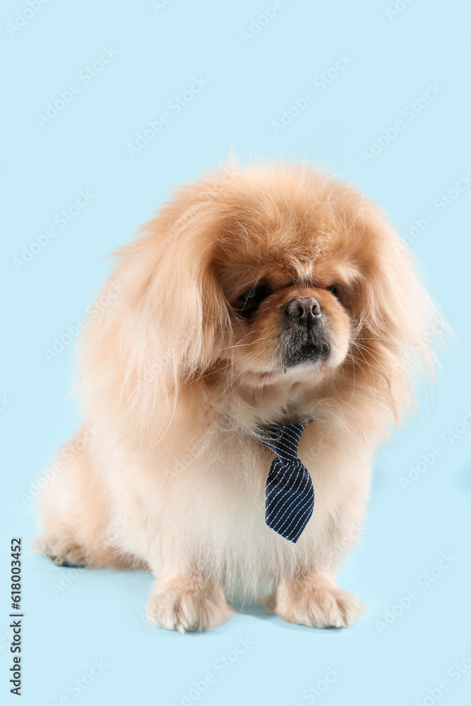 Cute dog with necktie on blue background